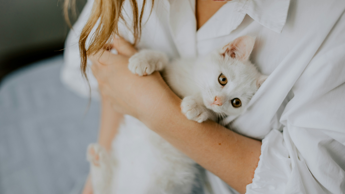 A person in a white shirt hugs a cute white kitten close to their chest with an arm