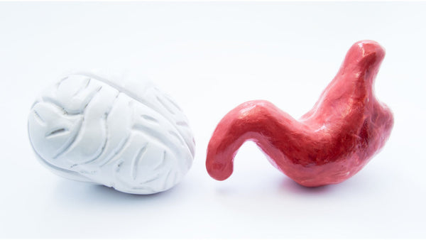 Clay models of brain and gut to illustrate the connection between gut and brain supported by psychobiotics like L plantarum PS128